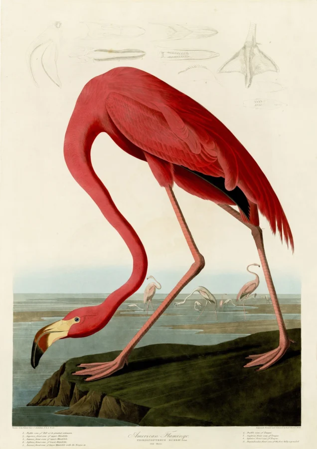 American Flamingo John James Audobon