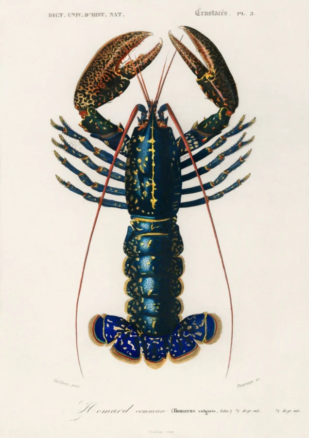Crimson Crawfish Charles Dessalines Dorbigny
