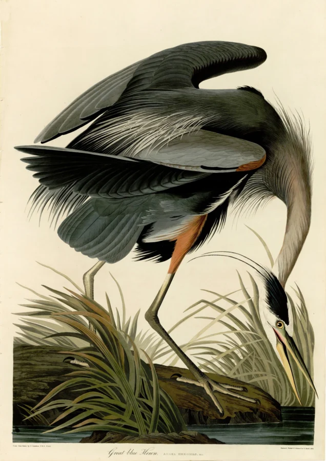 Great Blue Heron John James Audobon