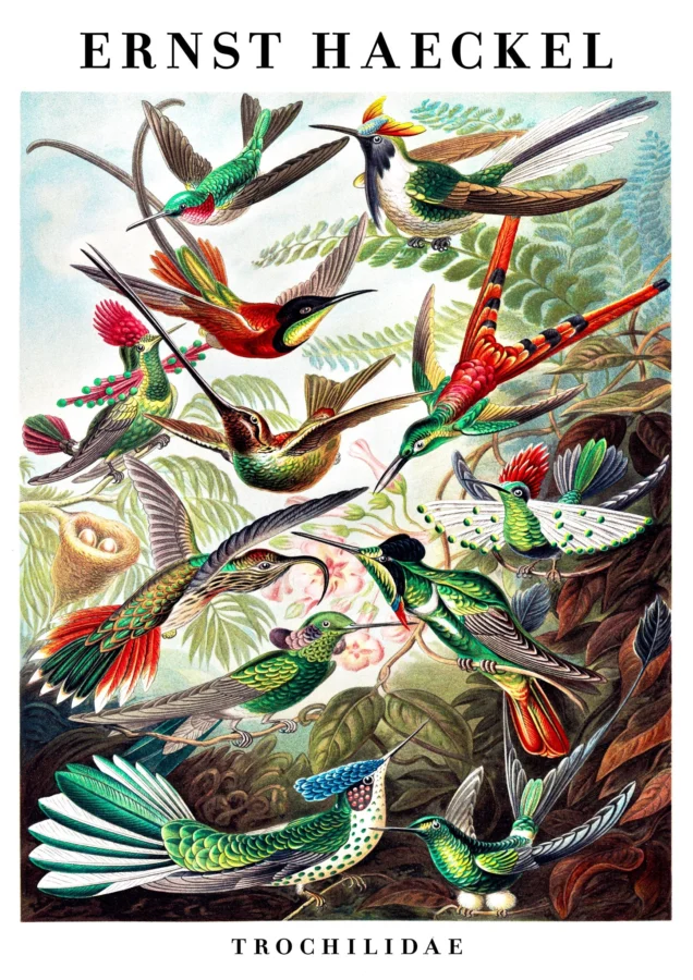 Hummingbirds Ernst Haeckel