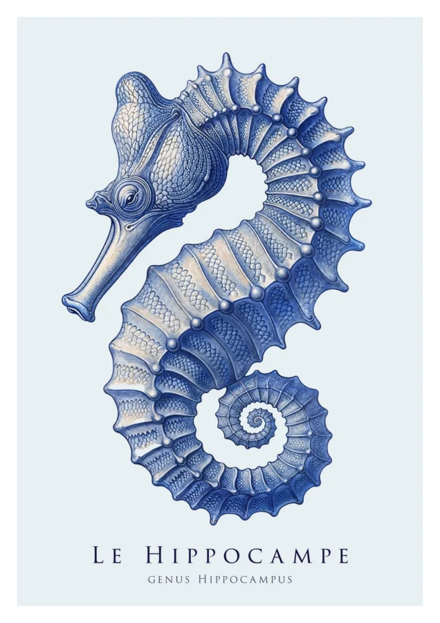 Seahorse