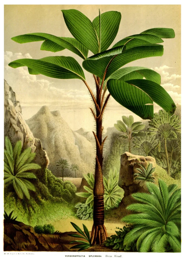 Tropical Tree Botanical